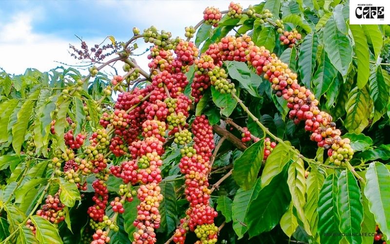 Giới thiệu đôi nét về cây cà phê