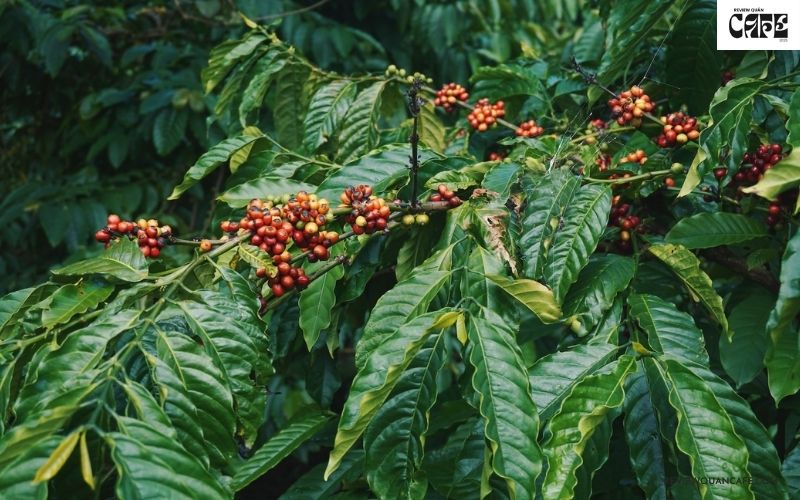 Đặc điểm sinh học nổi bật của cây cà phê