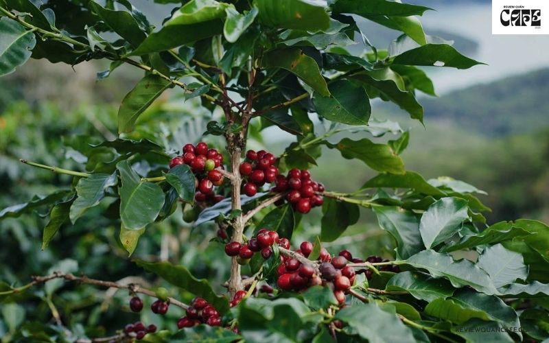 Cây cà phê Arabica