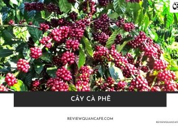 Cây cà phê là gì? Tìm hiểu từ A-Z về cây trồng biểu tượng toàn cầu