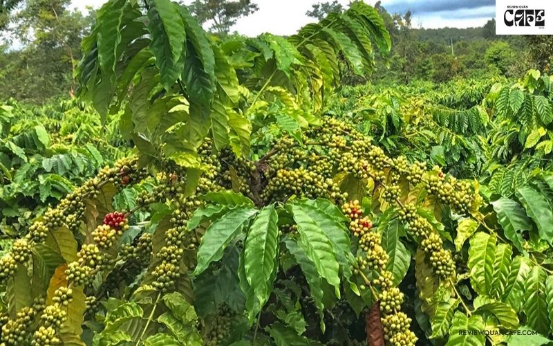Cây cà phê Robusta