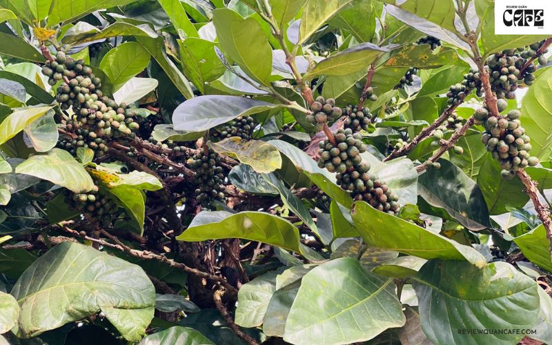 Cây cà phê Liberica (cà phê mít)