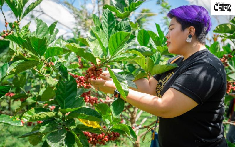 Một số vùng trồng cây cà phê phổ biến trên thế giới và Việt Nam