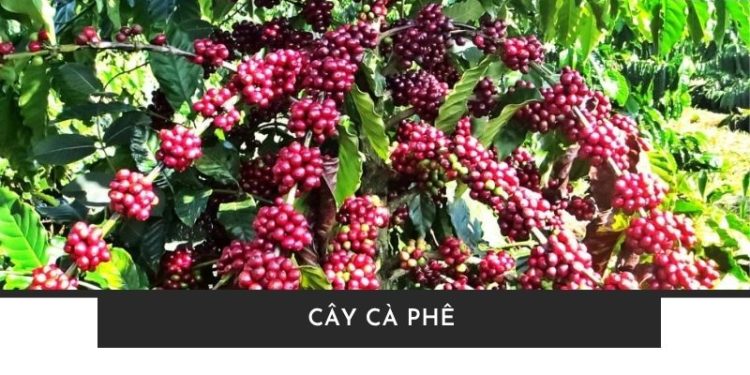 Cây cà phê là gì? Tìm hiểu từ A-Z về cây trồng biểu tượng toàn cầu Cây cà phê là gì? Tìm hiểu từ A-Z về cây trồng biểu tượng toàn cầu
