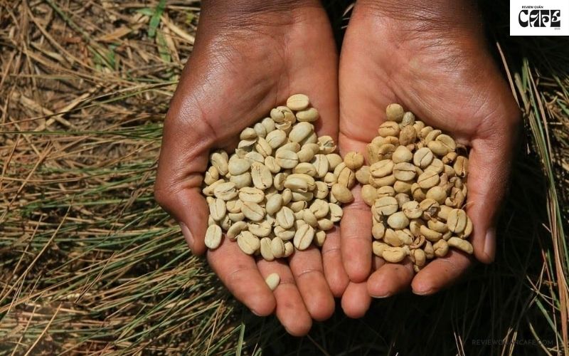 Hạt cà phê ngon nhất thế giới đến từ đâu? Khám phá 8 “siêu phẩm” Cà phê Sumatra – Hương thảo mộc từ đất núi lửa