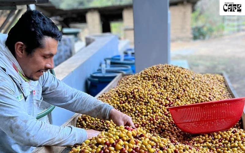 Hạt cà phê ngon nhất thế giới đến từ đâu? Khám phá 8 “siêu phẩm” Cà phê Peru – Sự cân bằng đến hoàn hảo