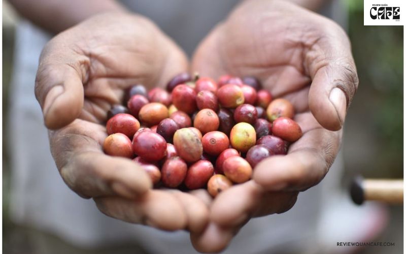 Hạt cà phê ngon nhất thế giới đến từ đâu? Khám phá 8 “siêu phẩm” Cà phê Tanzania Peaberry – Viên ngọc lấp lánh của châu Phi