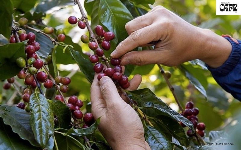 Bí mật đằng sau quy trình sản xuất cà phê rang xay công phu, tỉ mỉ Thu hoạch cà phê