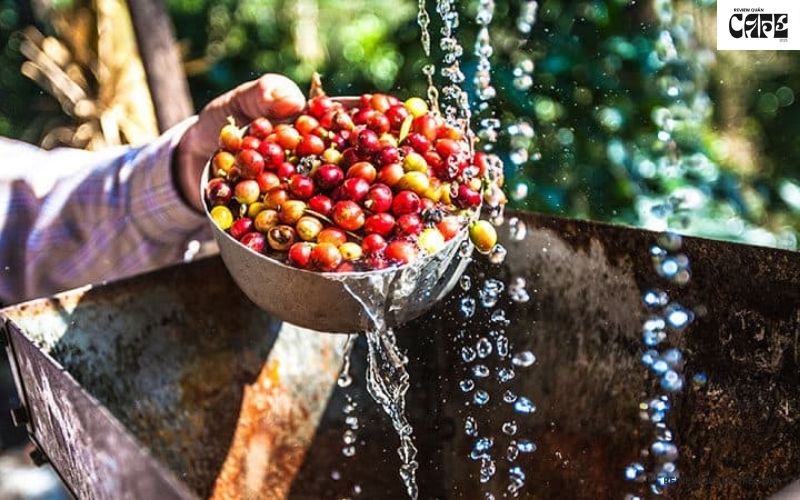 Bí mật đằng sau quy trình sản xuất cà phê rang xay công phu, tỉ mỉ Sơ chế và làm sạch hạt cà phê