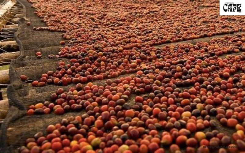 Bí mật đằng sau quy trình sản xuất cà phê rang xay công phu, tỉ mỉ Phối trộn cà phê