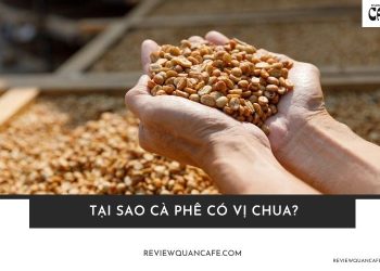 Tại sao cà phê có vị chua? Do cà phê hỏng hay do kỹ thuật?